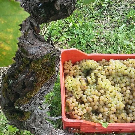 Farmstay Kmetija Stekar Kojsko Eksteriør billede