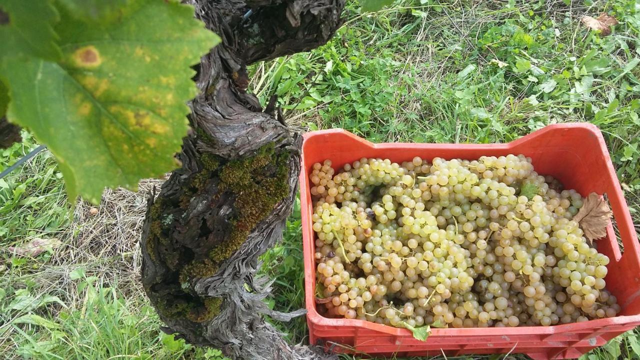 Farmstay Kmetija Stekar Kojsko Eksteriør billede